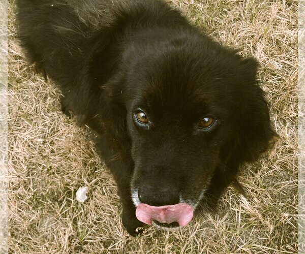 Medium Photo #2 Border Collie-Unknown Mix Puppy For Sale in Denton, TX, USA