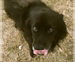 Small Photo #2 Border Collie-Unknown Mix Puppy For Sale in Denton, TX, USA