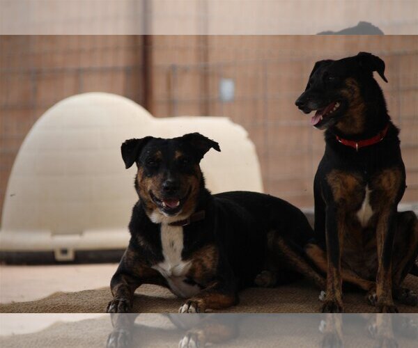 Medium Photo #7 Labrador Retriever-Unknown Mix Puppy For Sale in Cottonwood, AZ, USA