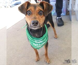 Jack-A-Bee Dogs for adoption in Washington, DC, USA