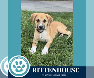 Australian Shepherd-Unknown Mix Dogs for adoption in Kimberton, PA, USA