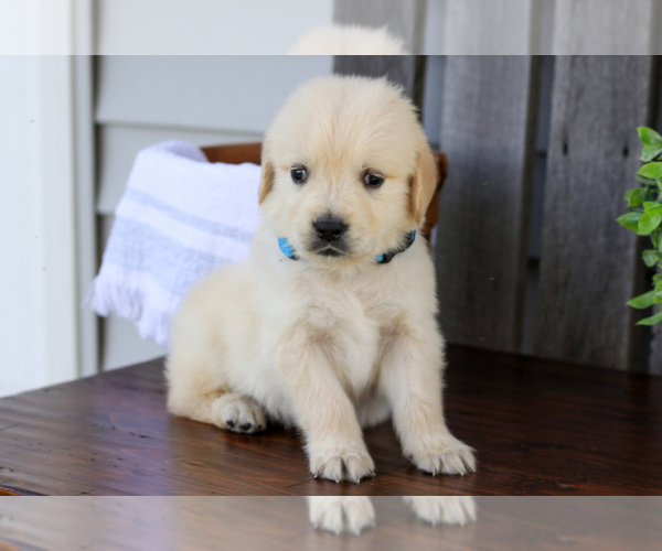 Medium Photo #3 English Cream Golden Retriever Puppy For Sale in NAPPANEE, IN, USA