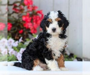 Bernedoodle (Miniature) Puppy for sale in LITITZ, PA, USA