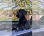 Small Photo #11 Labradoodle Puppy For Sale in NEW BALTIMORE, MI, USA