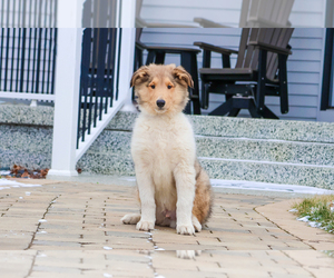 Collie Puppy for Sale in MILFORD, Indiana USA