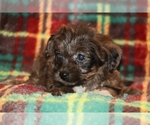 Small #4 Yorkiepoo mix (+ Poodle Toy)