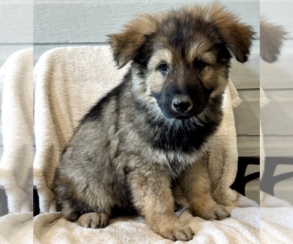 Medium Photo #4 German Shepherd Dog Puppy For Sale in BRIGHTON, CO, USA