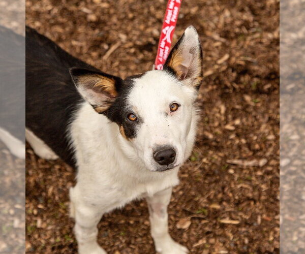 Medium Photo #3 Border Collie-Unknown Mix Puppy For Sale in Canton, CT, USA