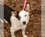 Small #2 Border Collie Mix