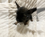 Small Photo #5 Miniature French Schnauzer Puppy For Sale in HOUSTON, TX, USA