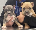 Small #1 American Bully