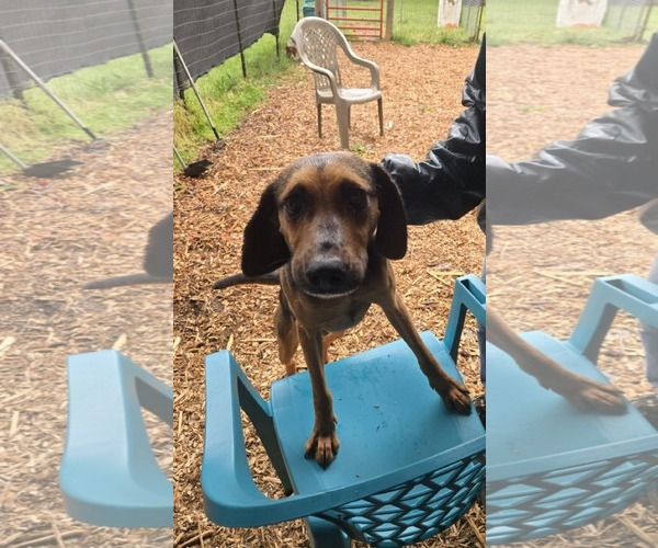 Medium Photo #16 Mutt Puppy For Sale in Rustburg, VA, USA