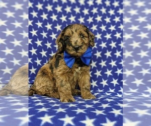 Double Doodle Puppy for sale in CHRISTIANA, PA, USA