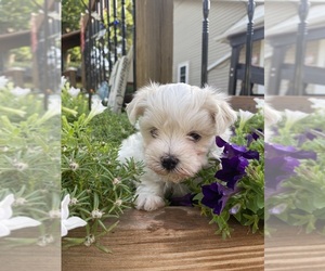 Maltese Puppy for sale in FREDONIA, KS, USA