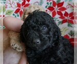 Puppy Rudolf Labradoodle