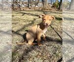 Small Photo #2 American Pit Bull Terrier-Unknown Mix Puppy For Sale in Shillington, PA, USA