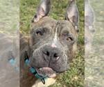 Small #2 American Pit Bull Terrier Mix