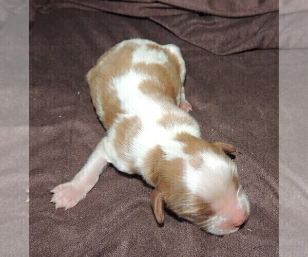 Medium Photo #7 Cavalier King Charles Spaniel Puppy For Sale in CARLISLE, KY, USA