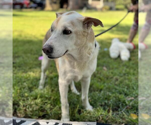 Medium Photo #3 Labrador Retriever-Unknown Mix Puppy For Sale in Yardley, PA, USA