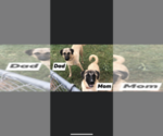Small Photo #1 Anatolian Shepherd Puppy For Sale in IVA, SC, USA