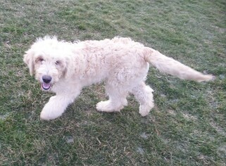 Goldendoodle Puppy for sale in LOWER SALEM, OH, USA