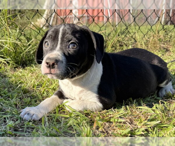 Medium Photo #2 Bulldog-Unknown Mix Puppy For Sale in Tarrytown, GA, USA