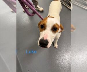Mutt Dogs for adoption in Hilton Head, SC, USA