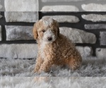 Small #3 Poodle (Toy)