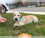 Small Photo #4 Mutt Puppy For Sale in Bullard, TX, USA