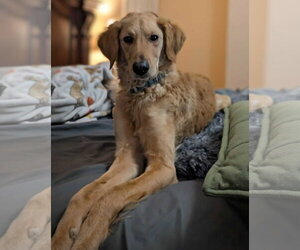 Golden Retriever Dogs for adoption in Bonita Springs, FL, USA
