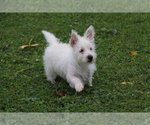 Small West Highland White Terrier