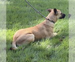 Small Photo #3 Mutt Puppy For Sale in Yardley, PA, USA