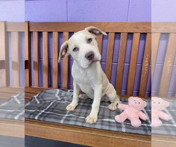 Medium Photo #2 Mutt Puppy For Sale in Genesee, WI, USA
