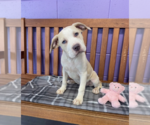 Small #1 Mutt