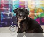 Small Staffordshire Bull Terrier Mix