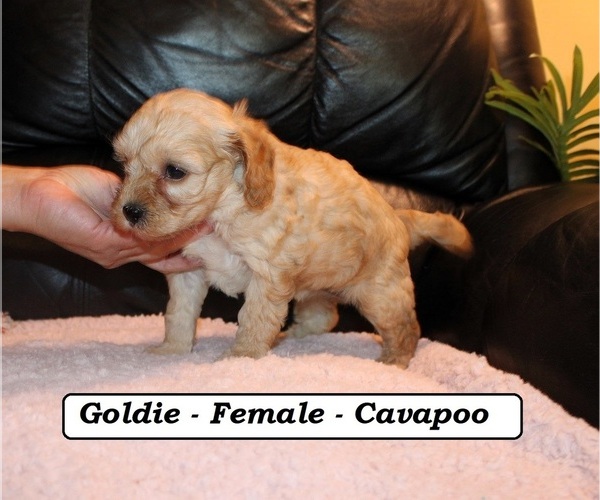 Medium Photo #5 Cavapoo (Miniature) Puppy For Sale in CLARKRANGE, TN, USA