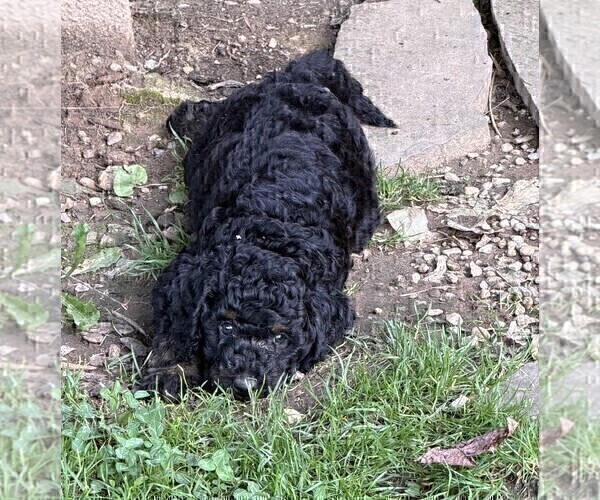 Medium Photo #7 Aussiedoodle Puppy For Sale in ASHEVILLE, NC, USA