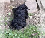 Small #6 Aussiedoodle