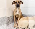 Small #1 Labrador Retriever
