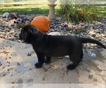 Small Photo #6 Labrador Retriever Puppy For Sale in COON RAPIDS, IA, USA
