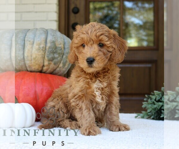Medium Photo #2 Bernedoodle (Miniature) Puppy For Sale in NARVON, PA, USA