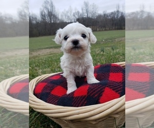 Bichon Frise-Havachon Mix Puppy for sale in COTTAGE GROVE, TN, USA
