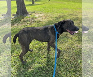 Pointer-Unknown Mix Dogs for adoption in Monticello, MS, USA