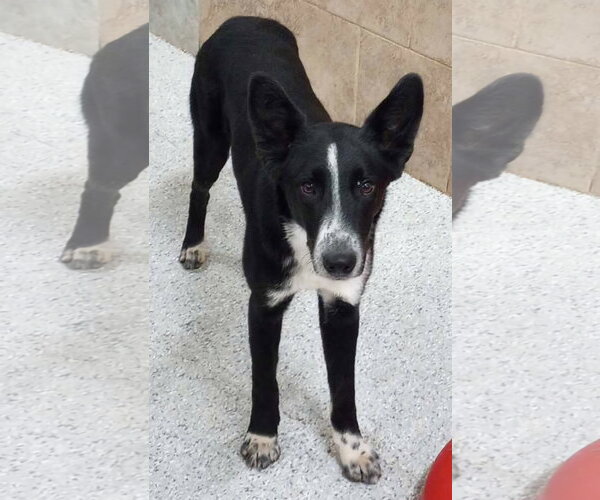 Medium Photo #15 Border Collie-Unknown Mix Puppy For Sale in Highland, IL, USA