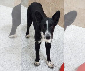 Maeve - Female Border Collie-Unknown Mix Dog for Adoption - Photo #15