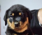Puppy Black male Rottweiler