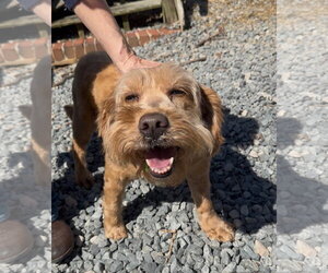 Goldendoodle (Miniature) Dogs for adoption in Thomasville, NC, USA