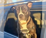 Small #4 American Bulldog Mix