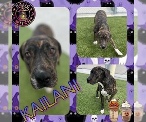 Plott Hound-Unknown Mix Dogs for adoption in Pearland, TX, USA