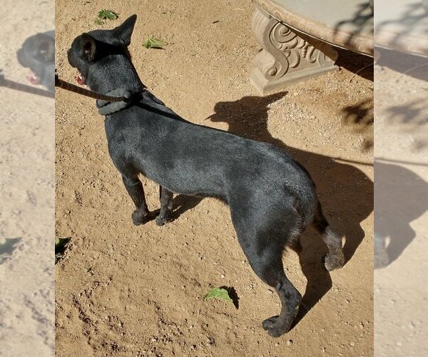 Medium Photo #6 Labrador Retriever Puppy For Sale in Apple Valley, CA, USA
